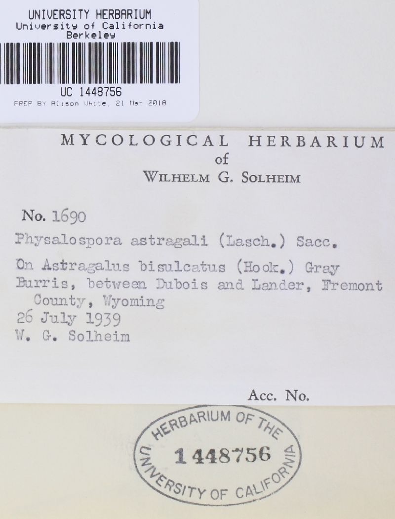 Stigmatula astragali image