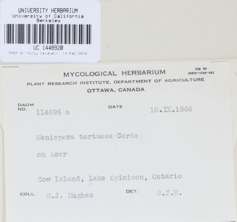 Menispora tortuosa image