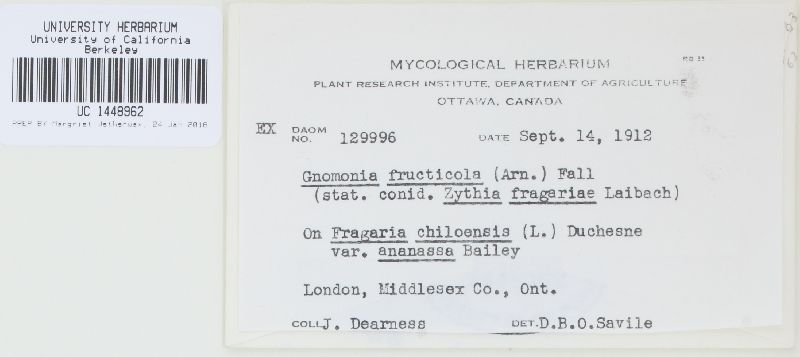 Gnomonia comari image