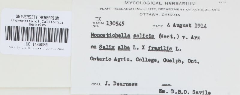 Monostichella salicis image