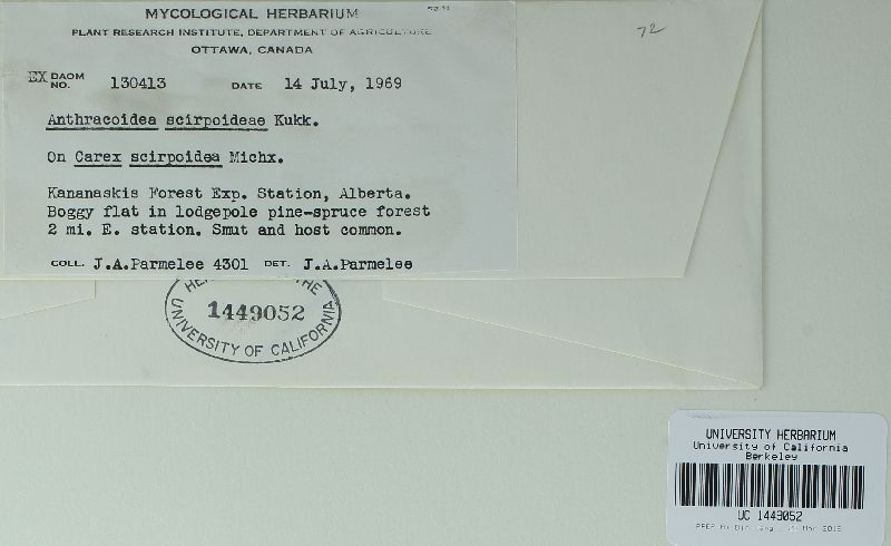 Anthracoidea scirpoideae image