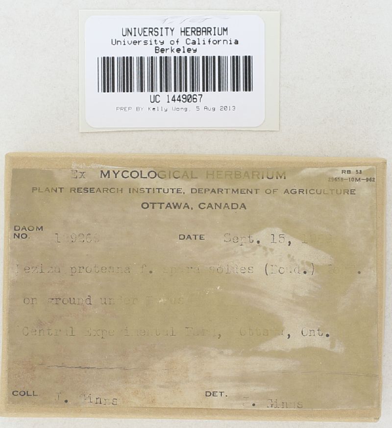 Peziza proteana f. sparassoides image