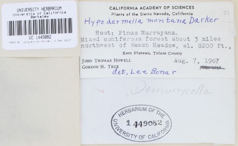 Davisomycella montana image