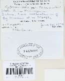 Davisomycella montana image