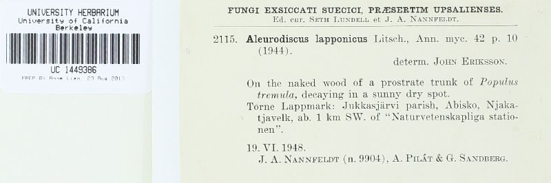 Aleurodiscus lapponicus image