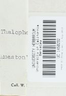 Thelephora albidobrunnea image