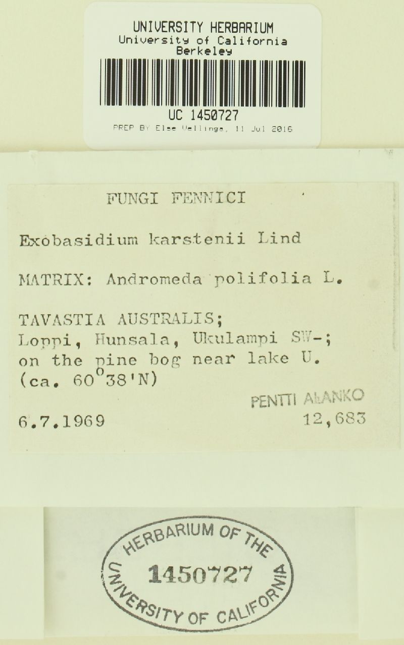 Exobasidium karstenii image