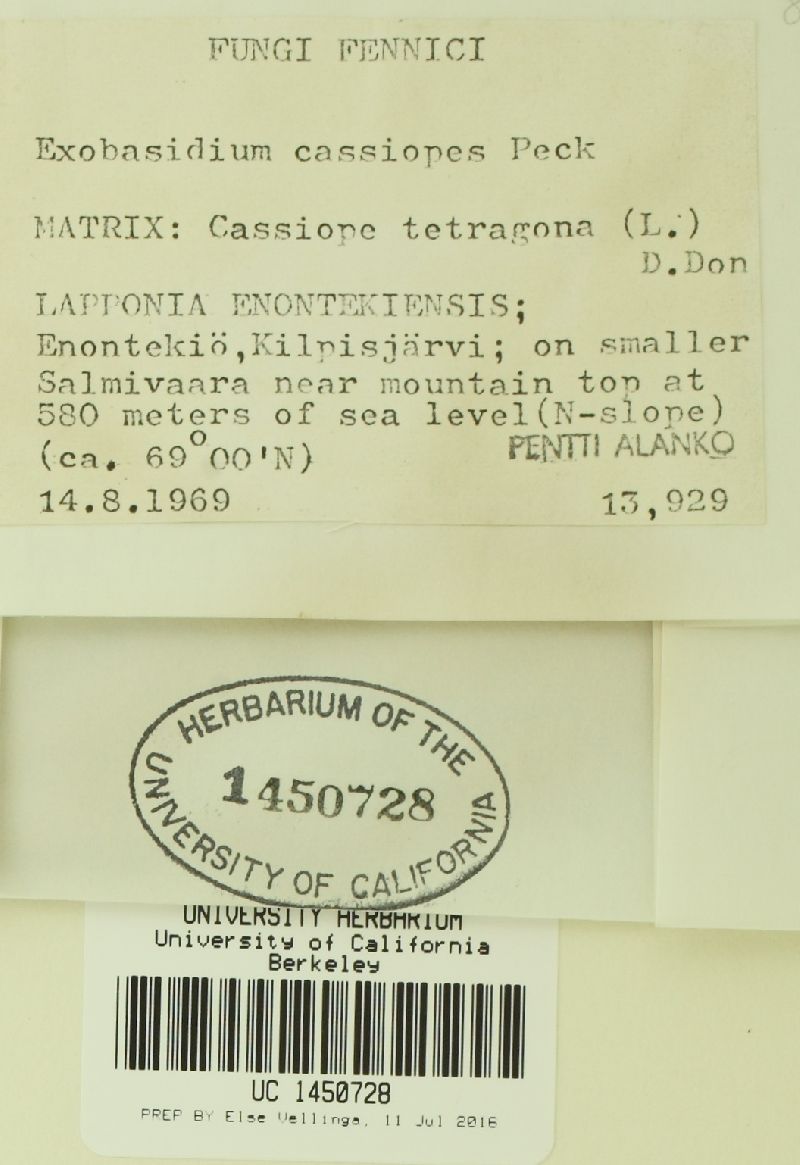 Exobasidium cassiopes image