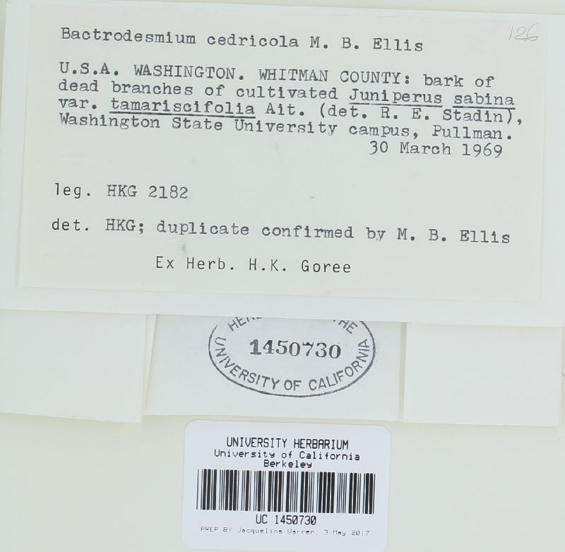 Bactrodesmium cedricola image
