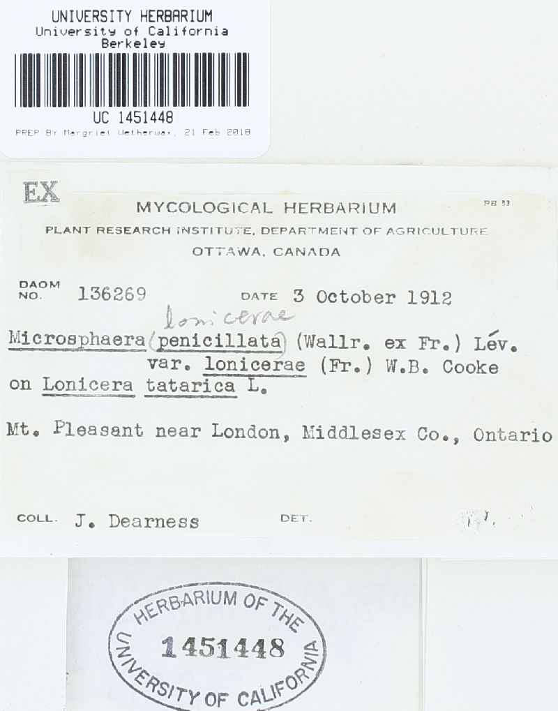 Microsphaera lonicerae image