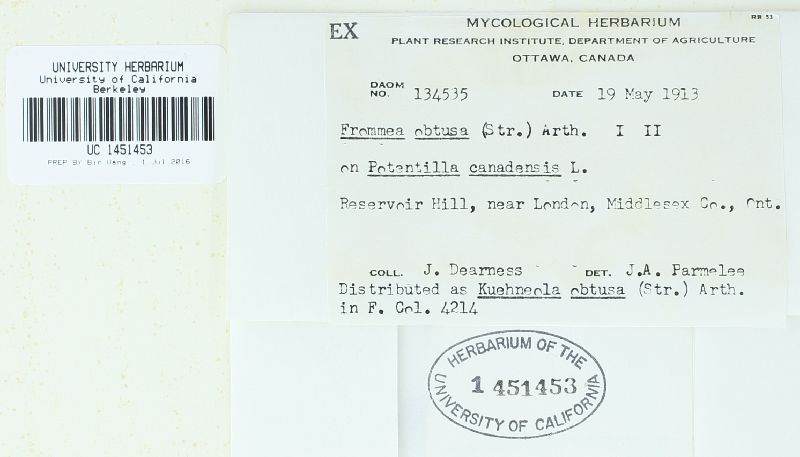 Frommea obtusa image