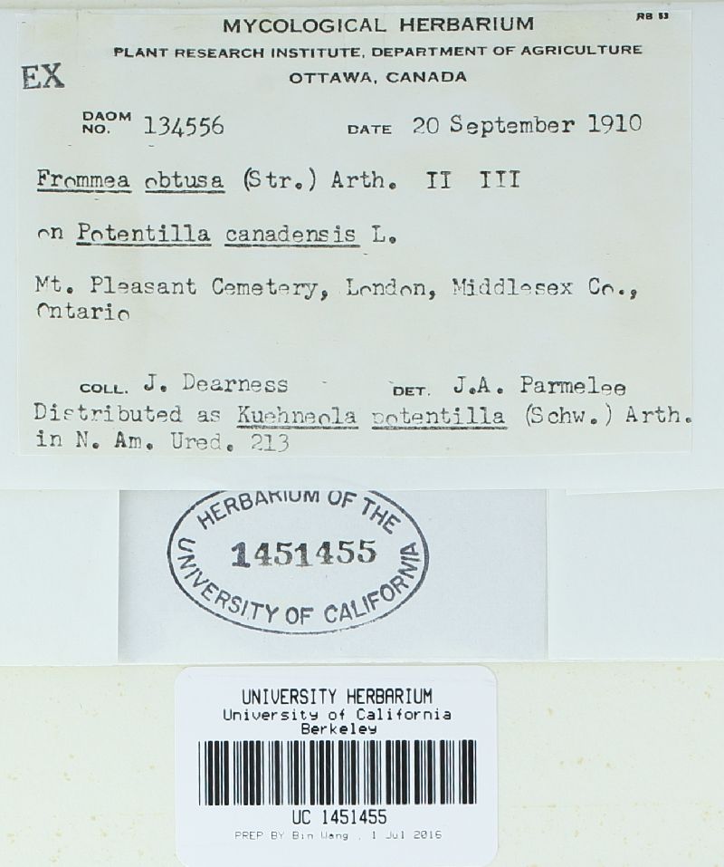 Frommea obtusa image