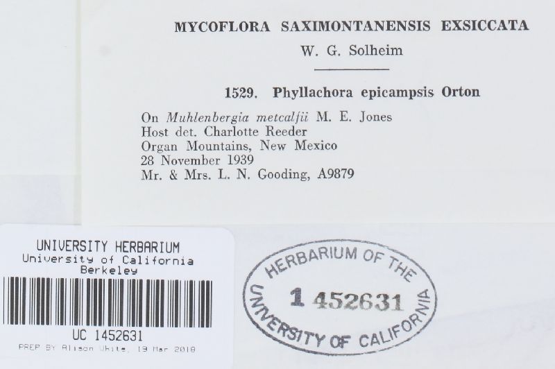 Phyllachora epicampis image