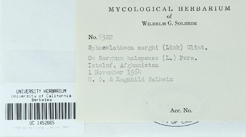 Sporisorium sorghi image