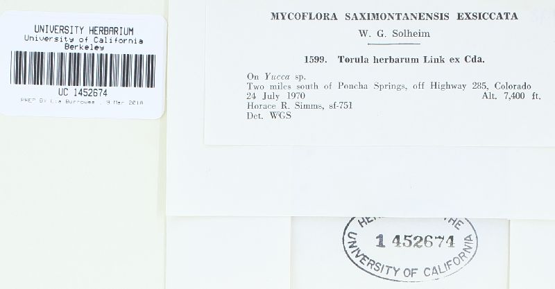 Periconia maculans image