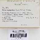 Phellinus igniarius image