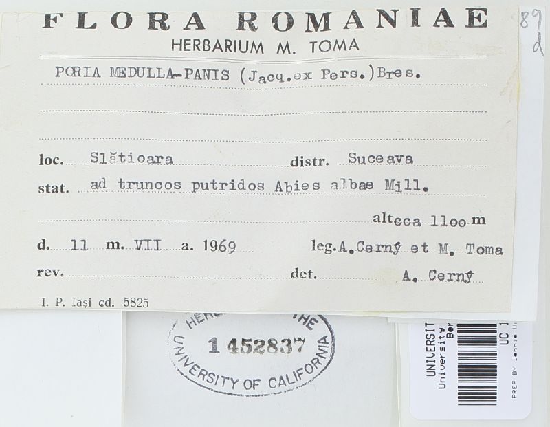 Perenniporia medulla-panis image