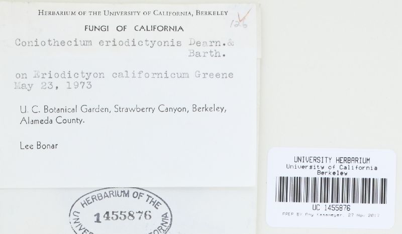 Coniothecium eriodictyonis image