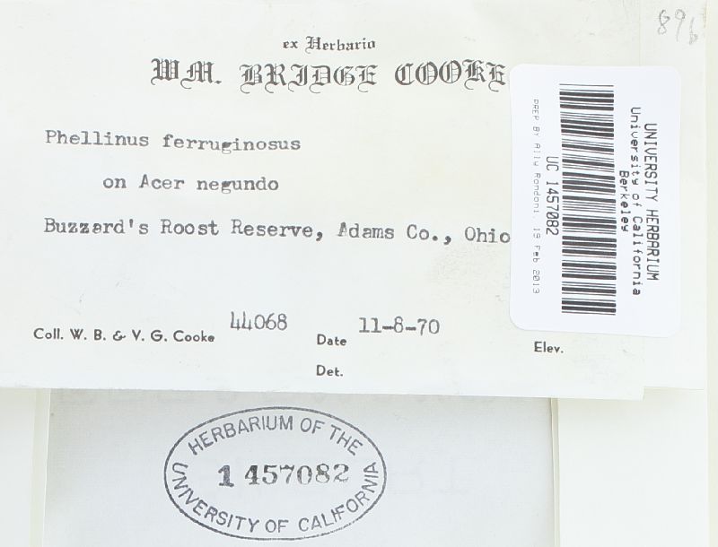 Fuscoporia ferruginosa image