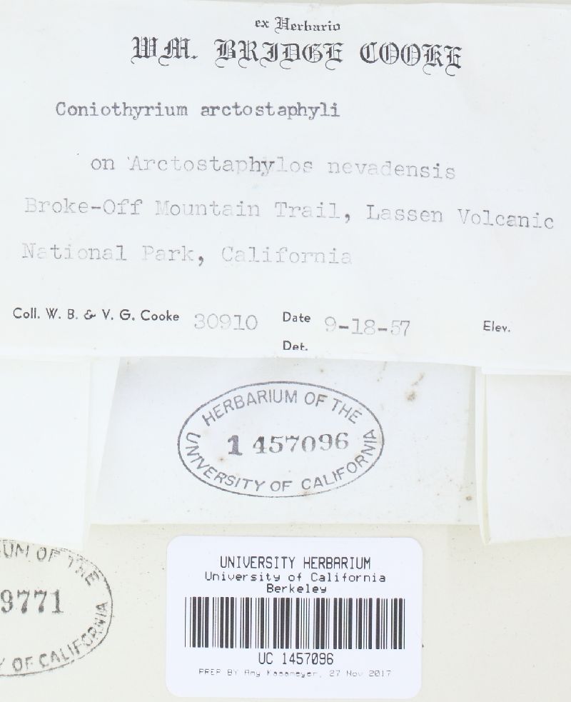 Coniothyrium arctostaphyli image