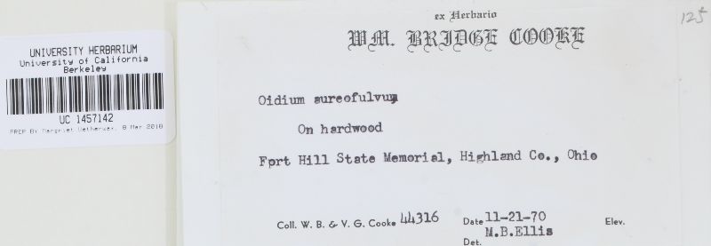 Oidium aureofulvum image