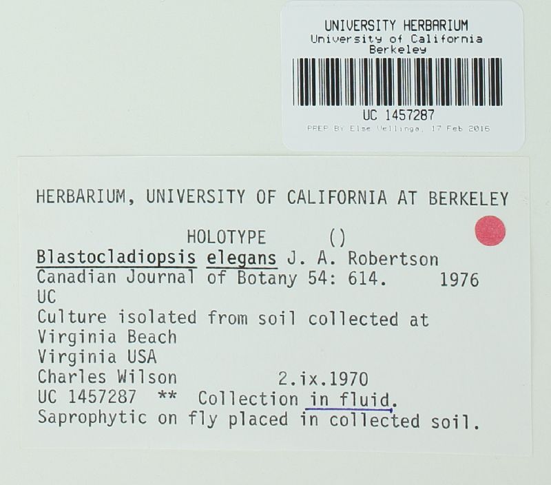 Blastocladiopsis elegans image