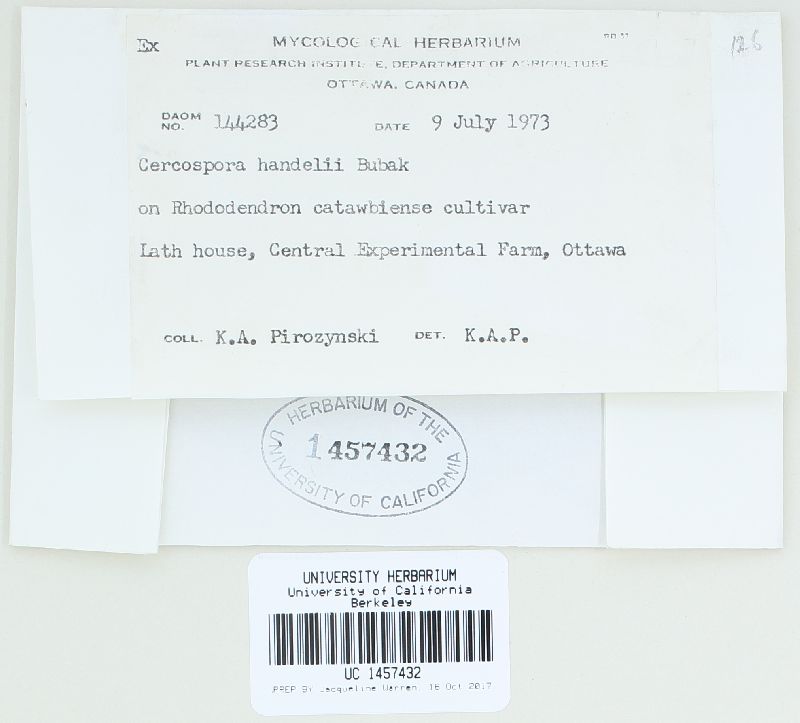 Cercospora handelii image