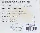 Erysiphe necator image