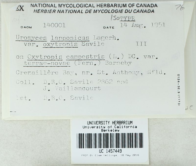 Uromyces lapponicus var. oxytropis image