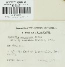 Bulgaria inquinans image