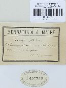 Uromyces pisi-sativi image