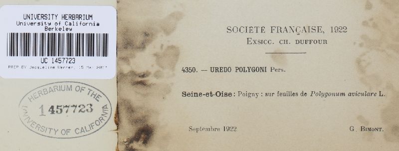 Uredo polygoni image