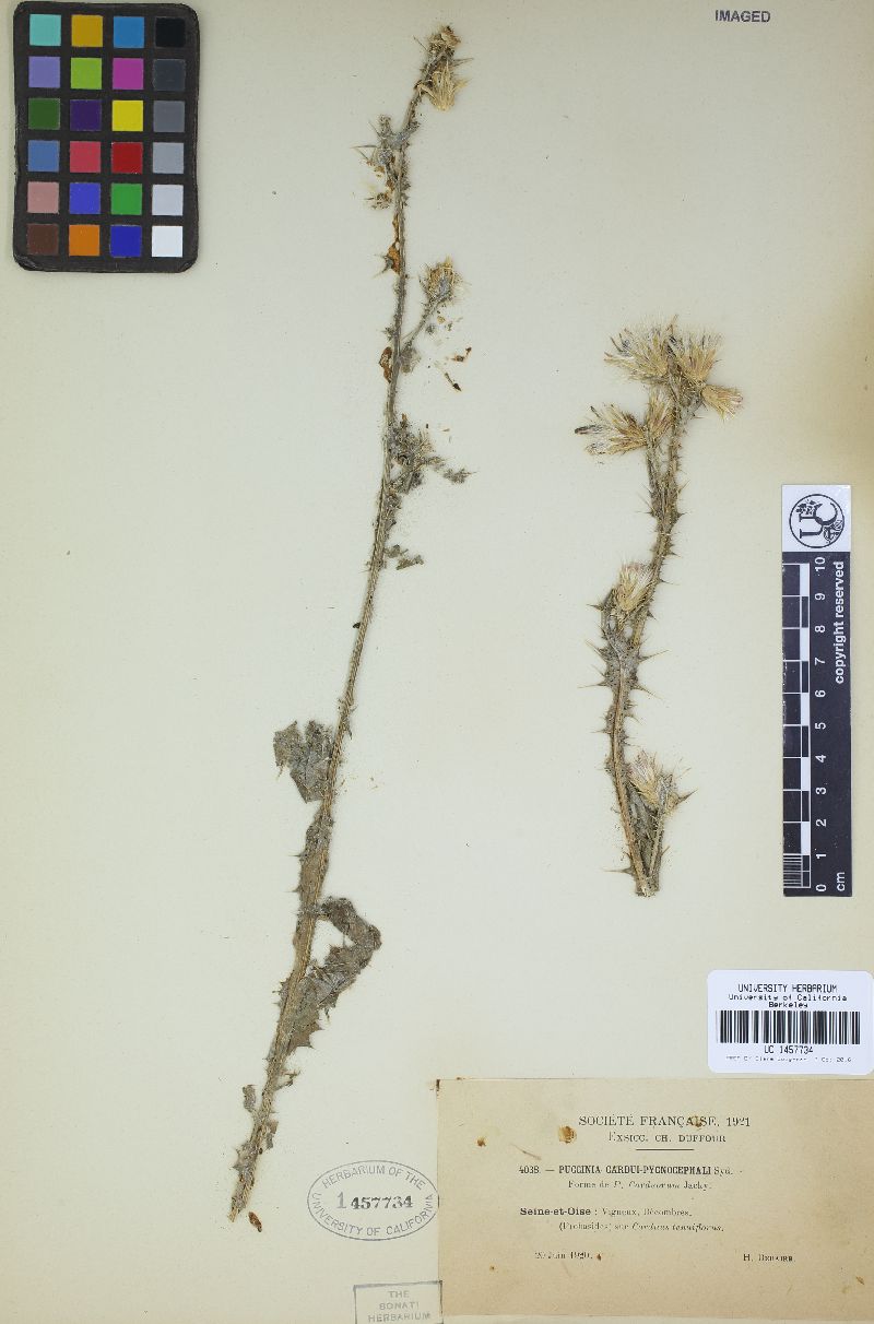 Puccinia cardui-pycnocephali image