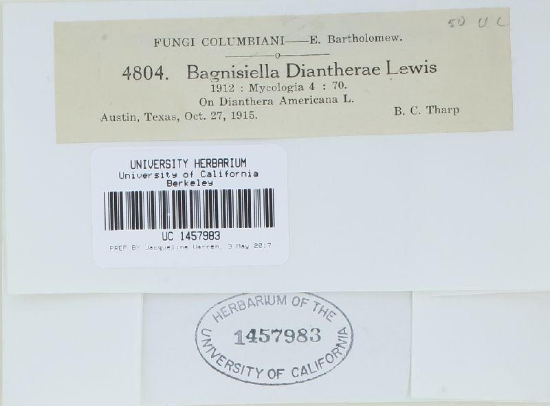 Bagnisiella diantherae image