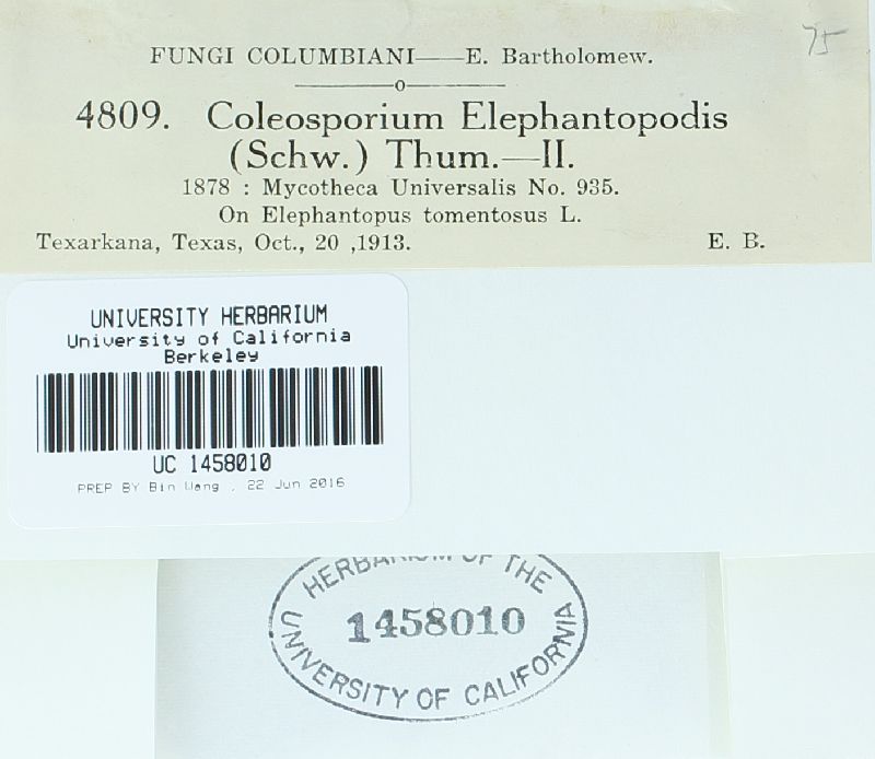 Coleosporium vernoniae image