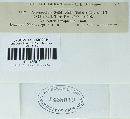 Coleosporium asterum image
