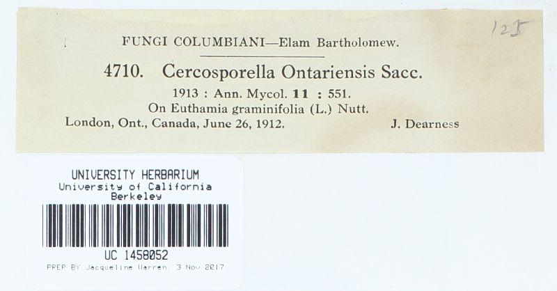 Cercosporella ontariensis image