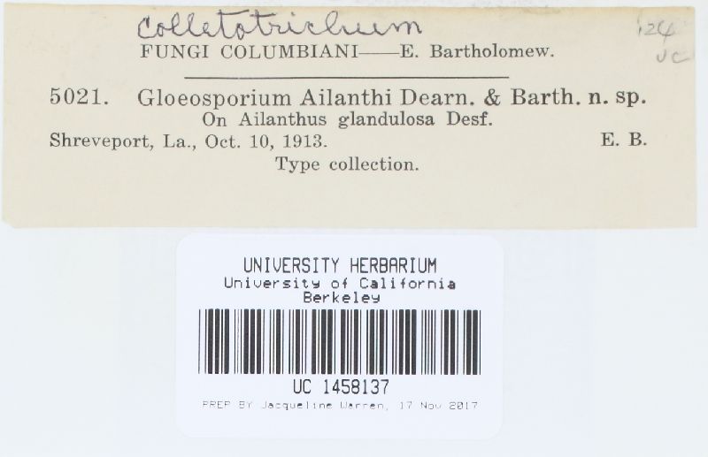 Colletotrichum ailanthi image