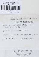 Nectria cinnabarina image