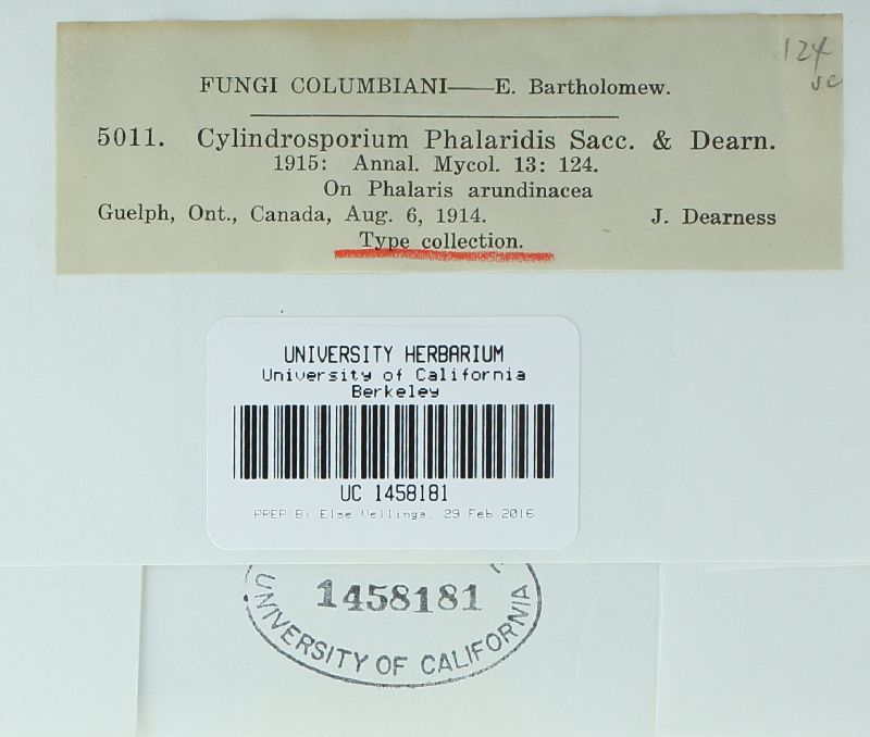 Cylindrosporium phalaridis image