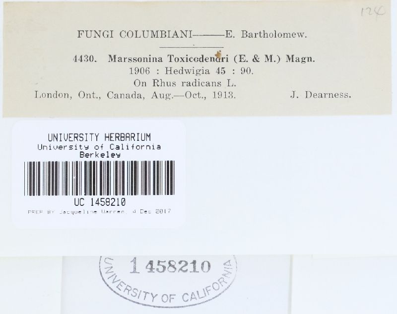 Cylindrosporium irregulare image