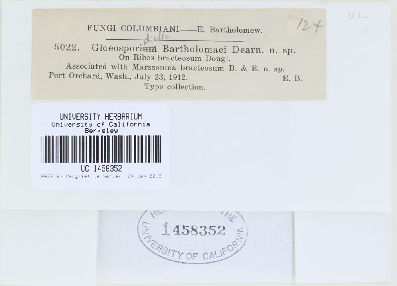 Gloeosporidiella bartholomaei image