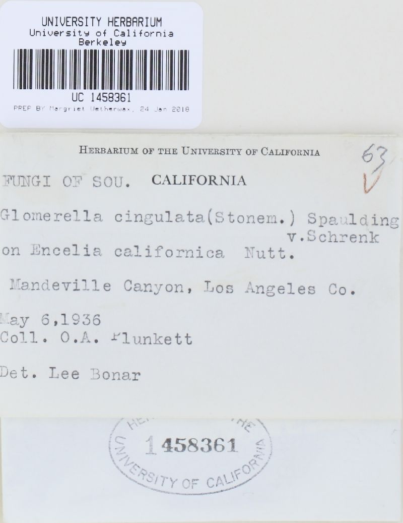 Glomerella cingulata image