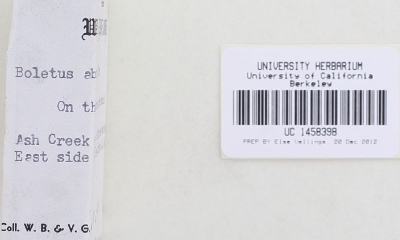 Boletus abieticola image