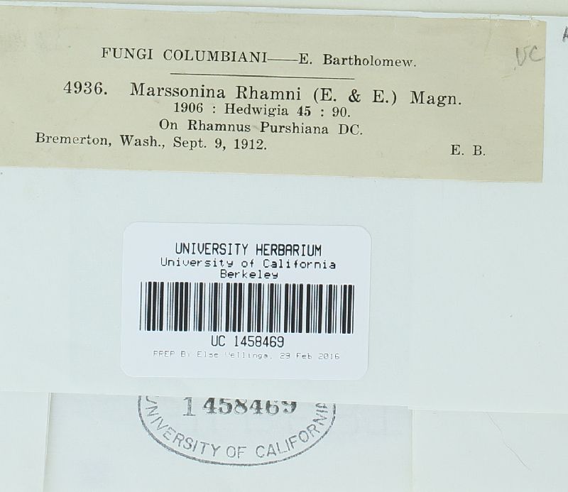 Marssonina rhamni image