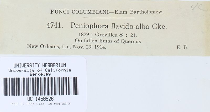 Phlebiopsis flavidoalba image