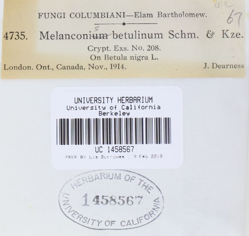 Melanconis betulina image