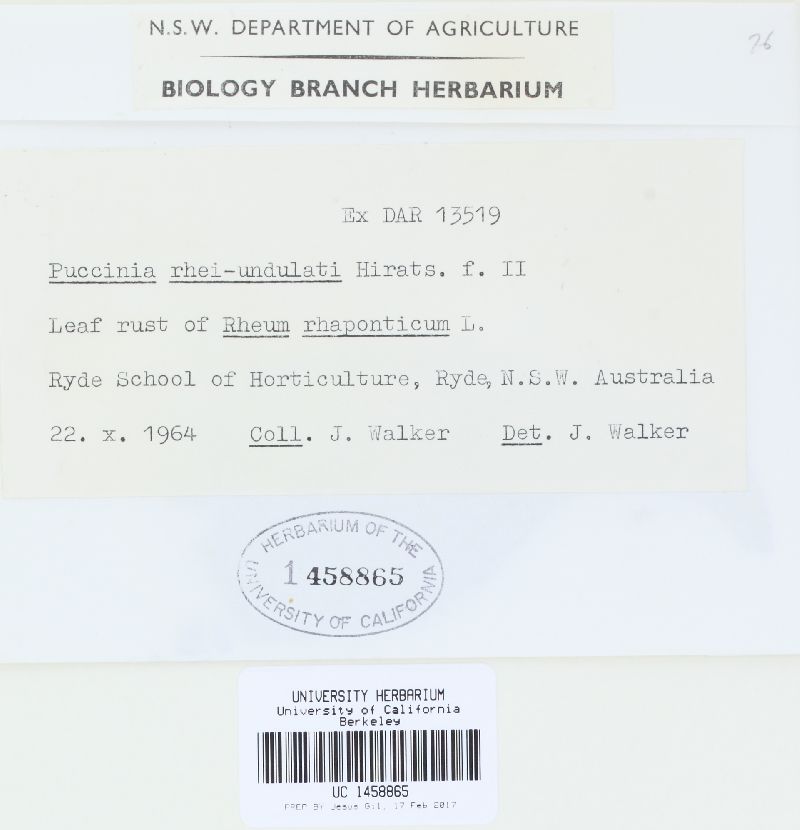 Puccinia rhei-undulati image