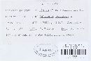 Uromyces polygoni-avicularis image