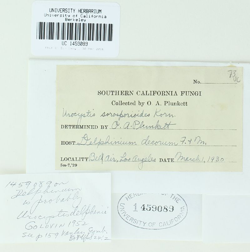 Urocystis delphinii image